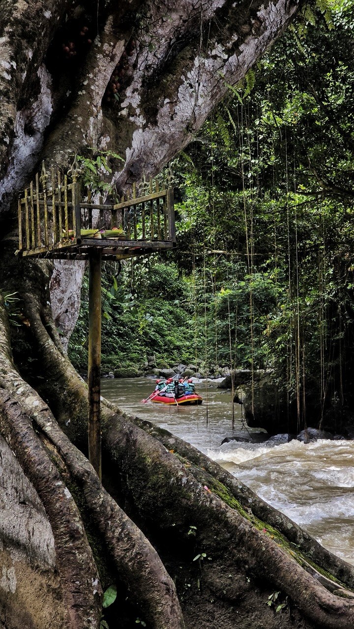 Rafting the Ayung river past banyan trees